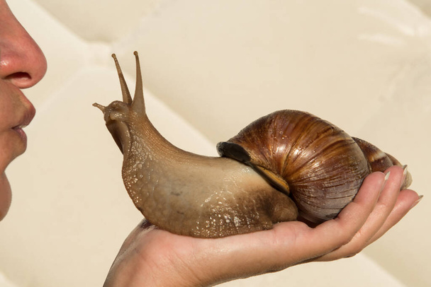 Woman giving kiss to big african snail. Snail cosmetics. - Photo, Image