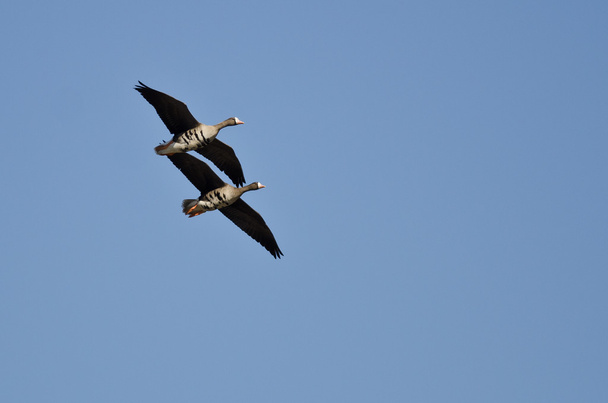 Две большие белолобые гуси демонстрируют синхронный полёт
 - Фото, изображение