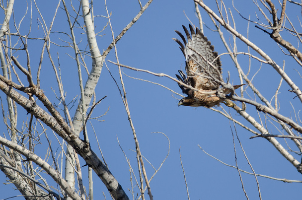 Piros farkú Hawk repül a fák között - Fotó, kép