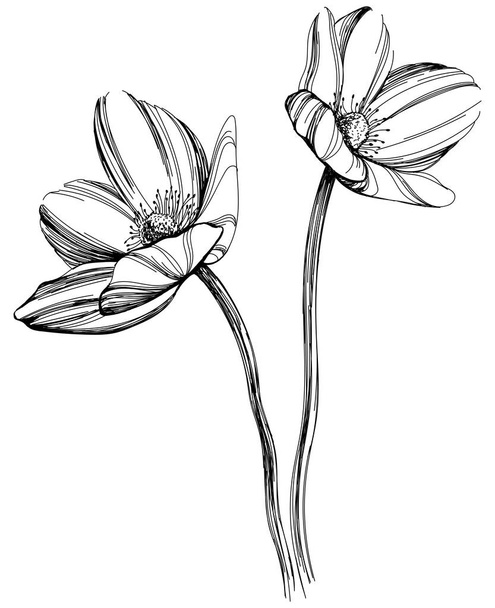 Flor silvestre aislada sobre fondo blanco. Ilustración de arte de tinta grabada en blanco y negro. - Vector, Imagen