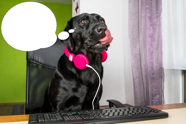Забавная картинка с идеей пузыря собака смотрит на экран компьютера. - Фото, изображение