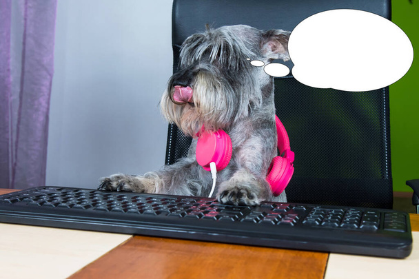 Забавная картина с идеей пузыря маленькая собака сидит за компьютером и смотрит на экран. - Фото, изображение