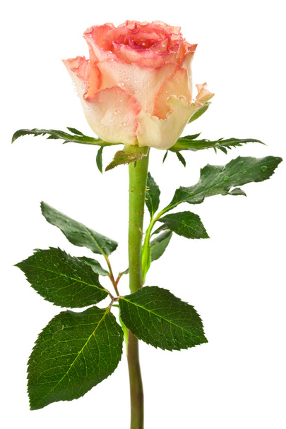 Single beautiful rose - Фото, изображение