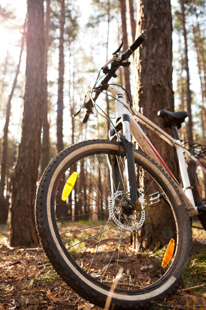 夏や春の森の木の近くの自転車 - 写真・画像