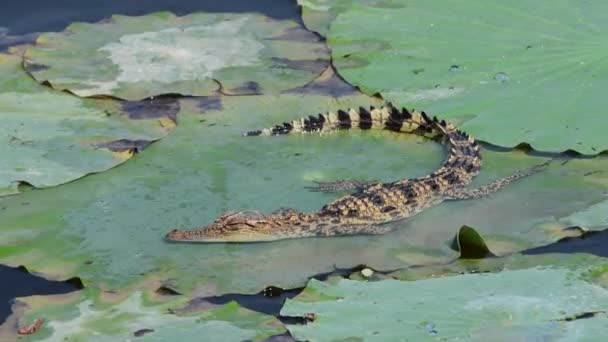 Молодий сіамський крокодил у природі в районі полювання Буенг-Борапет, провінція Накхон-Саван, Таїланд. - Кадри, відео