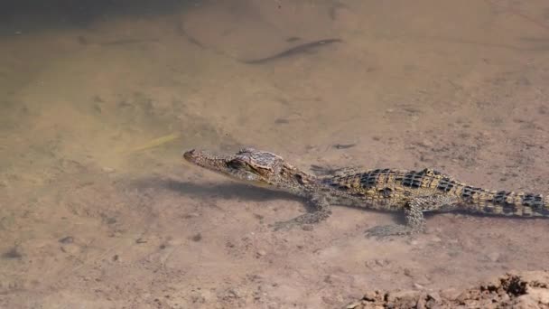 Молодий сіамський крокодил у природі в районі полювання Буенг-Борапет, провінція Накхон-Саван, Таїланд. - Кадри, відео