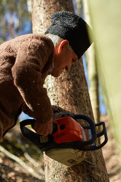 Old woodcutter at work with chainsaw - Fotoğraf, Görsel