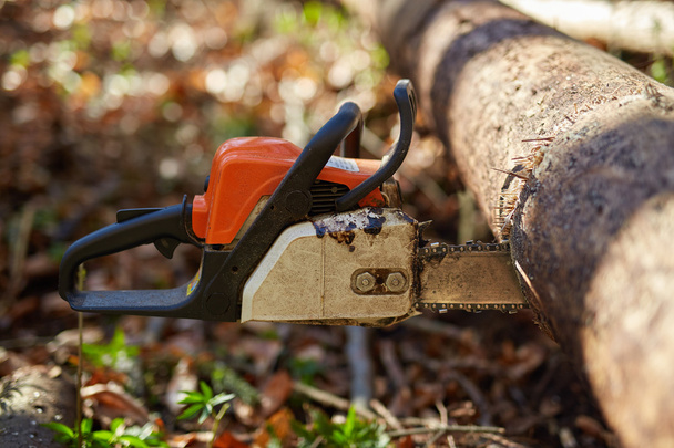 Chainsaw stuck into a tree - Фото, изображение