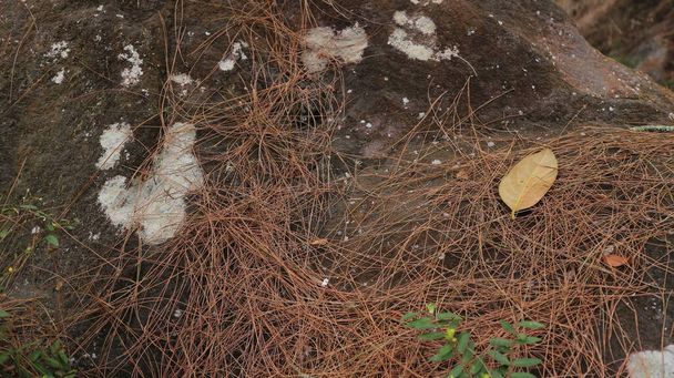 aghi di pino secco sulla pietra a foresta, sfondo naturale. elemento di design - Foto, immagini