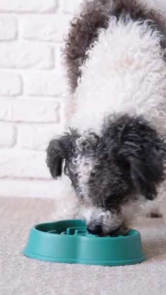 ciotola per alimentazione lenta. cane mangia cibo secco da una ciotola blu a casa, sdraiato sul tappeto - Filmati, video