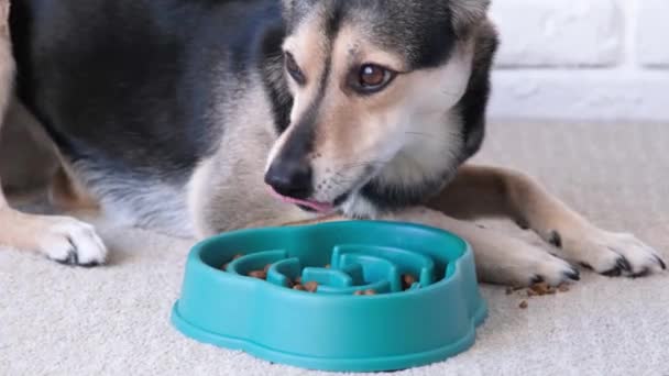 kom voor langzaam voeren. hond eet droog voedsel uit een blauwe kom thuis, liggend op tapijt - Video