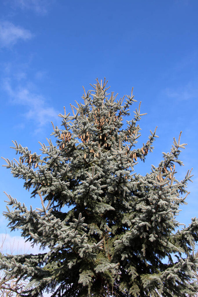 Teile einer Fichte stachelig, blau (Picea pungens Engelm. ), die in der Natur wächst - Foto, Bild