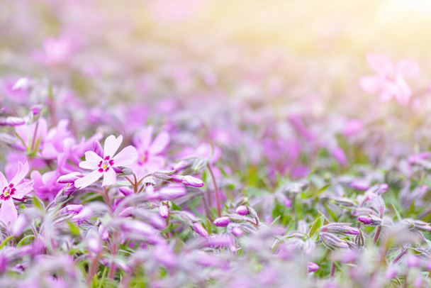 Detailní záběr růžová mech phlox květiny růžová verbena na rozmazaném pozadí - Fotografie, Obrázek