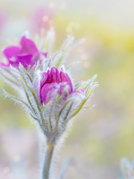 Pulsatilla vulgaris, Pasque flower, beautiful spring flowers, , purple plant macro, dream grass. - Photo, Image
