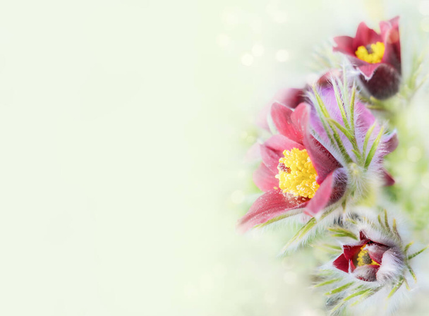 Flowers of the Windflower or Pulsatilla Patens, Pulsatilla vulgaris. Banner with spring flowers with copy space, bokeh, international womens day, March 8, birthday, mothers day. - Photo, Image