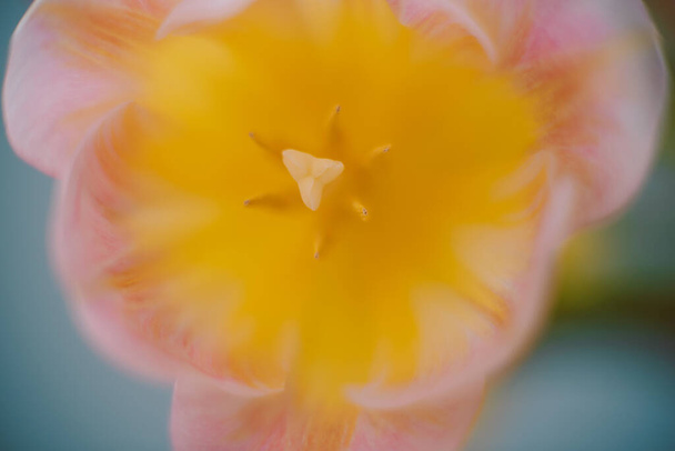κοντινό πλάνο aster κίτρινο λουλούδι - Φωτογραφία, εικόνα