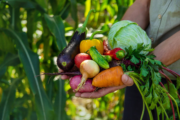 Bir erkek çiftçi bahçede sebze topluyor. Seçici odaklanma. yiyecek. - Fotoğraf, Görsel