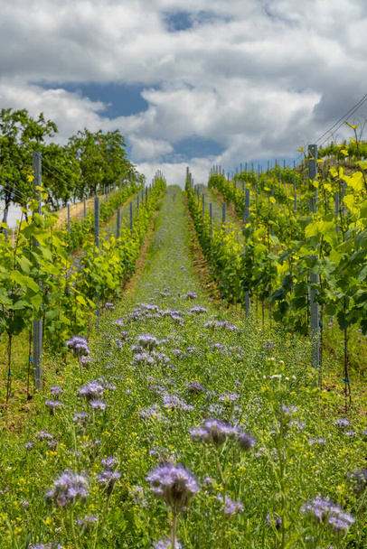 Виноградники с фловерами рядом с Cejkovice, Южная Моравия, Чехия - Фото, изображение