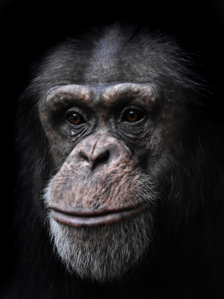 Bayağı şempanze (Pan troglodytes) - Fotoğraf, Görsel