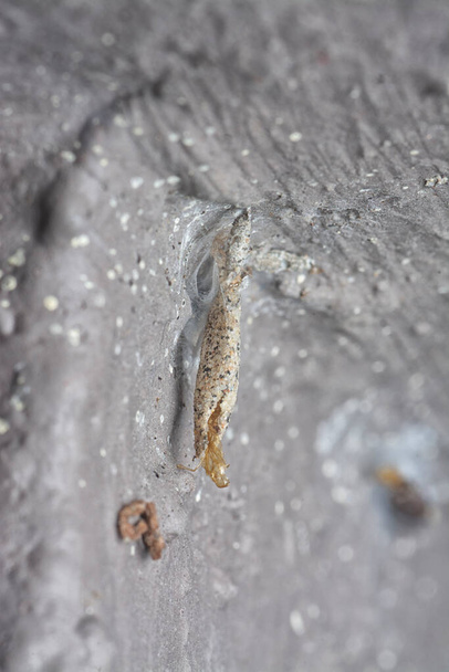 close shot of the plaster bagworm. - Photo, Image
