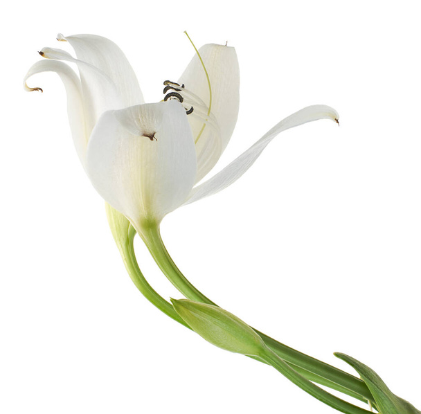 Crinum moorei flowers, Natal Lily, White Lily isolated on white background                    - Photo, Image