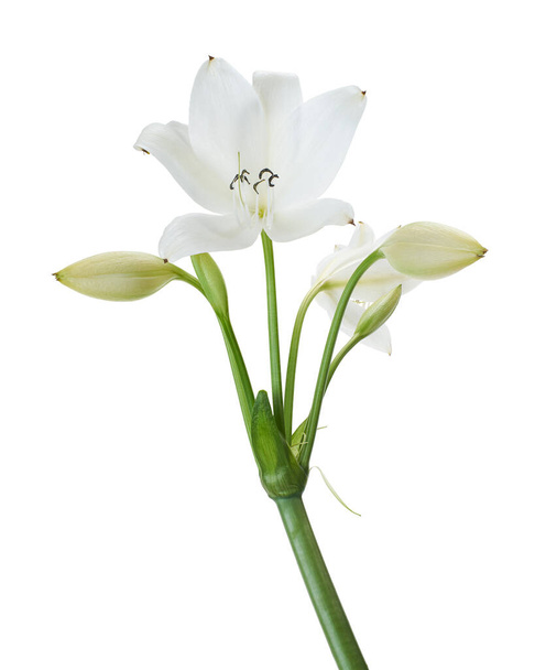 Crinum moorei flowers, Natal Lily, White Lily isolated on white background                    - Photo, Image