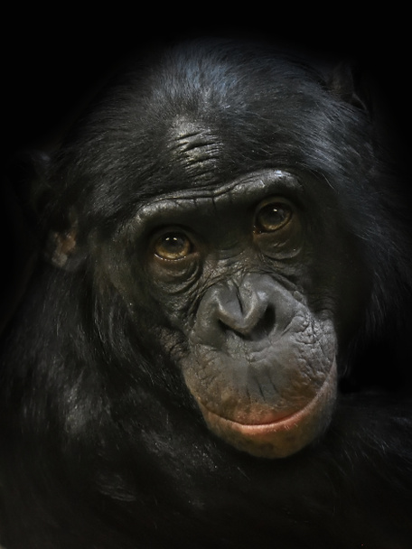 Bonobo (Pan paniscus)
) - Photo, image