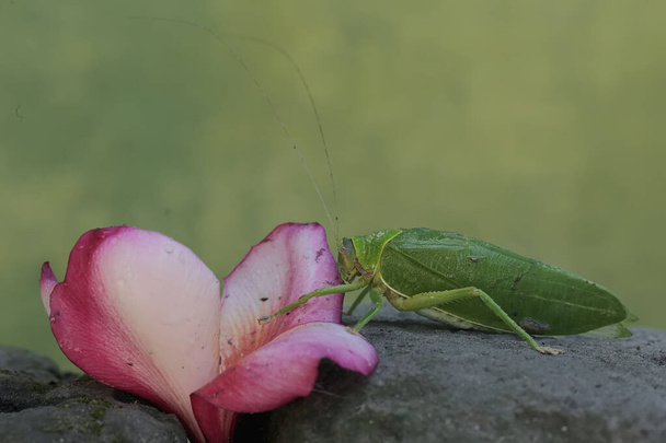 Зелений кущ цвіркун їсть квіти франгіпані. Ця комаха, яка активна вночі, має наукову назву Arachnacris corporalis. - Фото, зображення