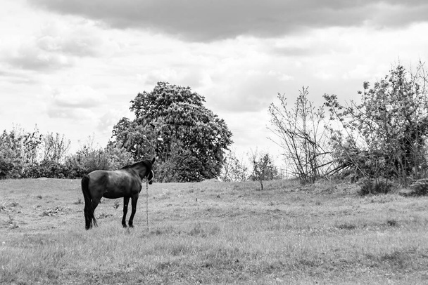 Beau cheval sauvage brun étalon sur prairie de fleurs d'été, cheval mangeant de l'herbe sombre, étalon de cheval avec long portrait crinière en position debout, étalon équin à l'extérieur, grands chevaux équins - Photo, image