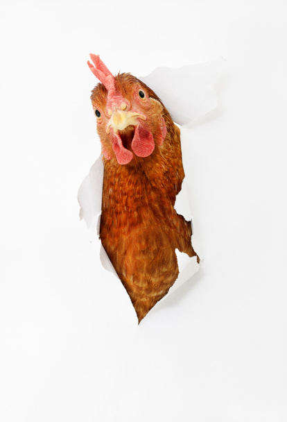 galinha em abertura
 - Foto, Imagem