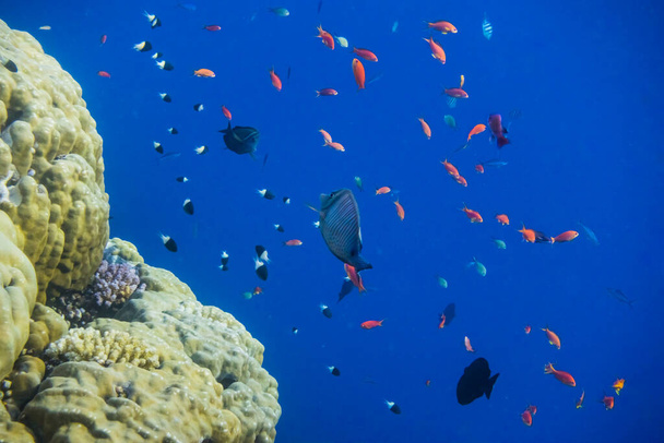 água do mar azul profunda e muitos peixes no recife de coral no egito - Foto, Imagem