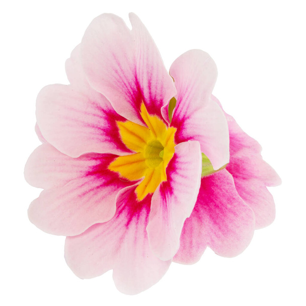 bloem roze primrose geïsoleerd op witte achtergrond - Foto, afbeelding
