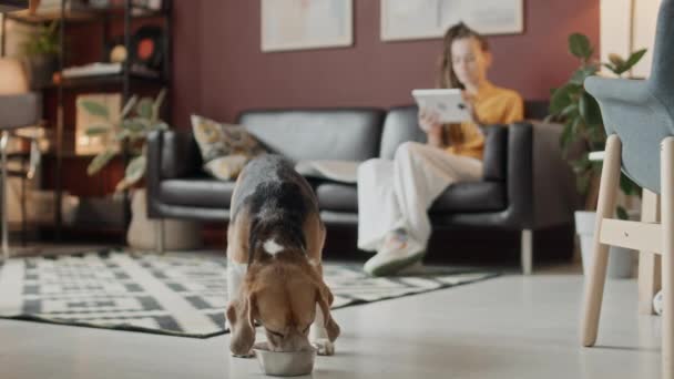 Selektywne skupienie uroczego psa rasy beagle jedzącego z metalowej miski, podczas gdy jego właścicielka za pomocą cyfrowej tabletu, siedzi na czarnej skórzanej kanapie w nieostrym tle - Materiał filmowy, wideo