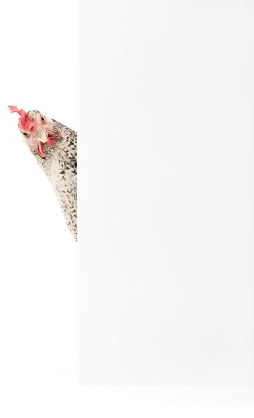 Chicken with blank - Foto, Imagem