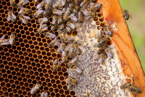 Vista de perto das abelhas que trabalham no favo de mel com mel doce. O favo de mel amarelo acabou de ser retirado da colmeia com mel doce. Mel de abelha coletado no belo favo de mel amarelo
 - Foto, Imagem