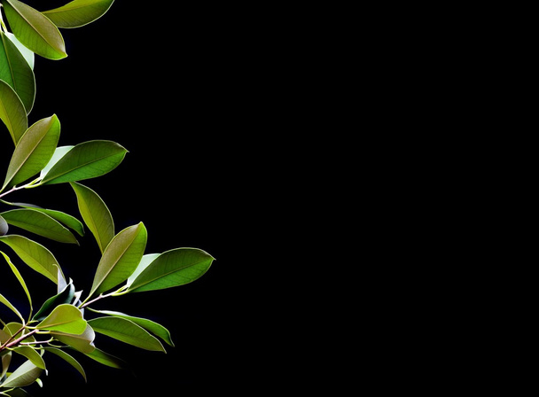 Leaves of exotic plant - Zdjęcie, obraz