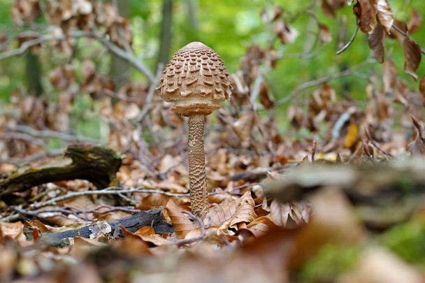 Parasol mushrooms in autumn forest - Photo, Image