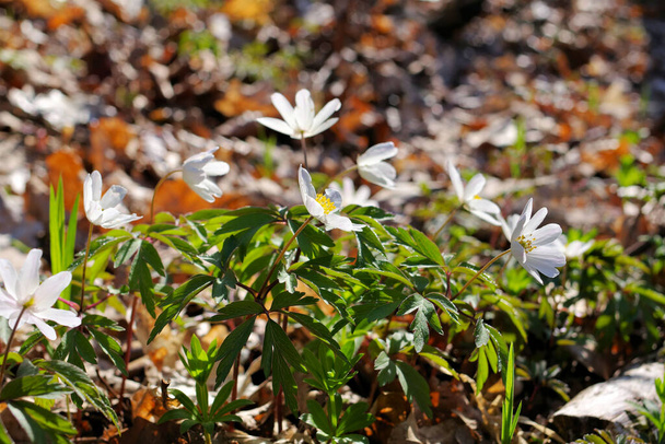 beaucoup d'anémones fleurs sauvages dans une forêt au printemps - Photo, image