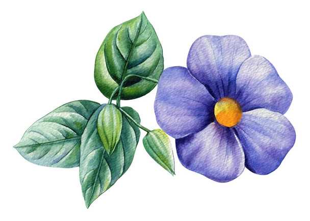 Mor tropikal çiçek, beyaz arka planda izole edilmiş egzotik mavi çiçek. Tasarım için suluboya botanik resim çizimi. Yüksek kaliteli illüstrasyon - Fotoğraf, Görsel