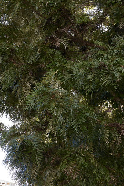 Grevillea robusta branch close up - Photo, Image