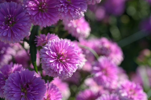 Fiori rosa di Margherita Michaelmas (Aster Amellus), Aster alpinus, Asteraceae fioriture viola che crescono in giardino in estate con spazio copia - Foto, immagini