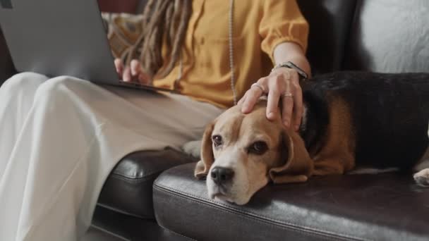 Coupé coup de femme freelance méconnaissable caressant beagle mignon couché tranquillement sur le canapé en cuir tout en utilisant un ordinateur portable, travaillant à partir du bureau à domicile - Séquence, vidéo