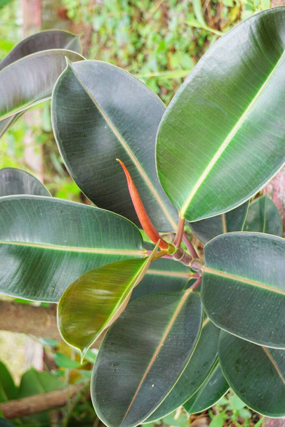 Ficus elastica (Also known as the rubber fig, rubber bush, rubber tree) in nature. The latex of Ficus elastica is an irritant to the eyes and skin and is toxic if taken internally - Fotoğraf, Görsel