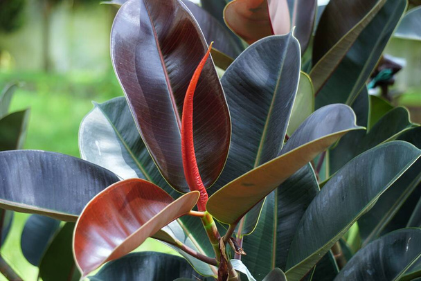 Ficus elastica (Also known as the rubber fig, rubber bush, rubber tree) in nature. The latex of Ficus elastica is an irritant to the eyes and skin and is toxic if taken internally - Photo, Image