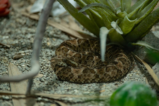 Common Lancehead, is a venomous pit viper species found in Central and South America - Photo, Image
