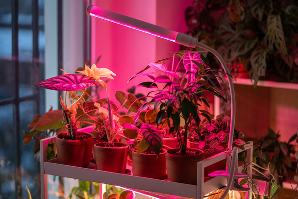 Planten onder LED kweeklamp thuis. Sluiting van fytolamp voor aanvullende verlichting van kamerplanten in het winterseizoen. Plantenverzorging, aanvullend verlichtingsconcept - Foto, afbeelding