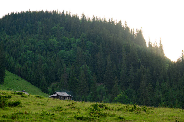 Karpat dağlarında bir yazlık ev, dağlık arazide koyun çiftliği. Çam ağacının tepeleri ve ladin gökyüzünün arka planında. - Fotoğraf, Görsel