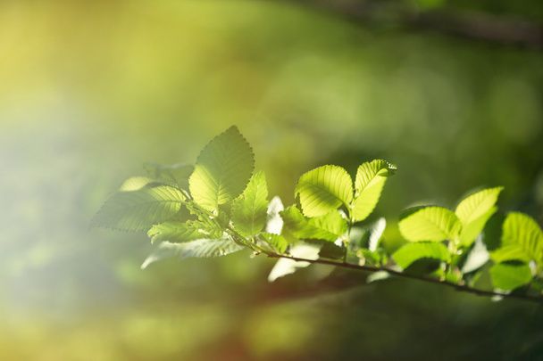 Green leaves with sun rays - Foto, afbeelding