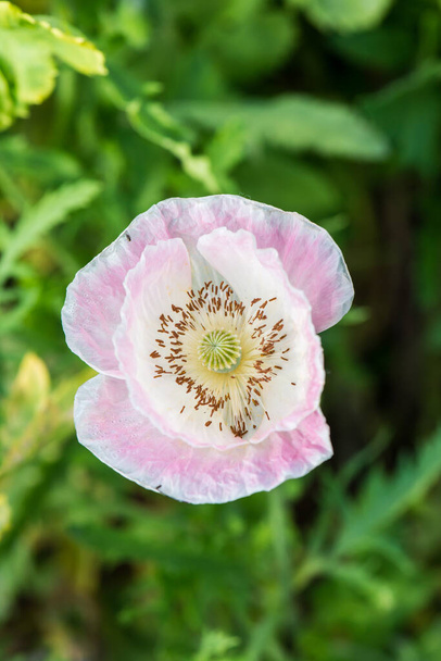 Opium Poppy avec fond vert, Thaïlande - Photo, image