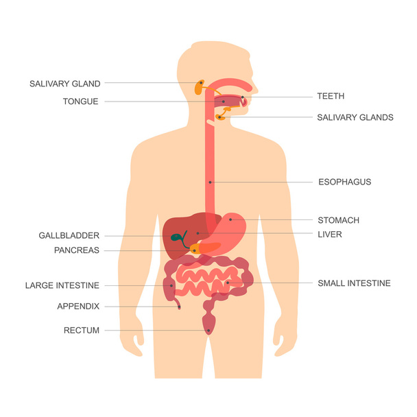 Digestive system - Vector, Image
